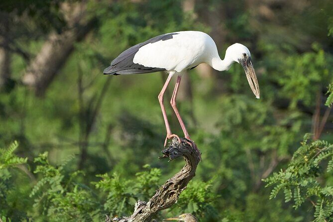 Yala National Park Private Safari Tour - Entering the safari: how Yala’s road network affects your day