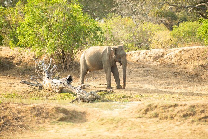 Yala National Park Private Safari Tour - Private group comfort: English/Japanese chauffeur and what it changes