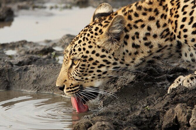 Yala National Park Private Safari Tour - Private 4x4 safari day: hotel pickup, time slots, and fewer headaches