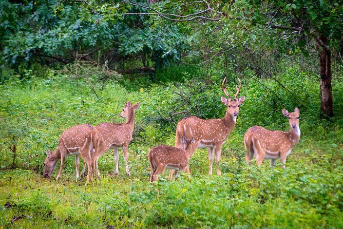 Yala National Park Private Safari trip from Galle/Unawatuna/Mirissa - How the private jeep and wildlife tracker actually improve your odds