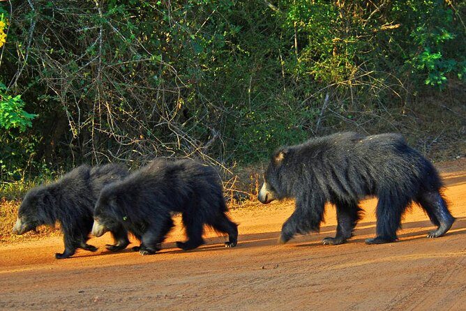 Yala National Park Private Safari trip from Galle/Unawatuna/Mirissa - Who should book this private Yala safari from Galle?