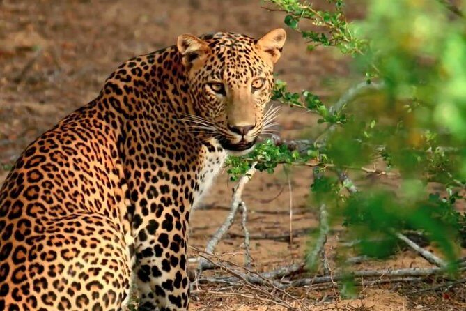Yala National Park Private Safari trip from Galle/Unawatuna/Mirissa - Quick practical checklist (so the day goes smoothly)
