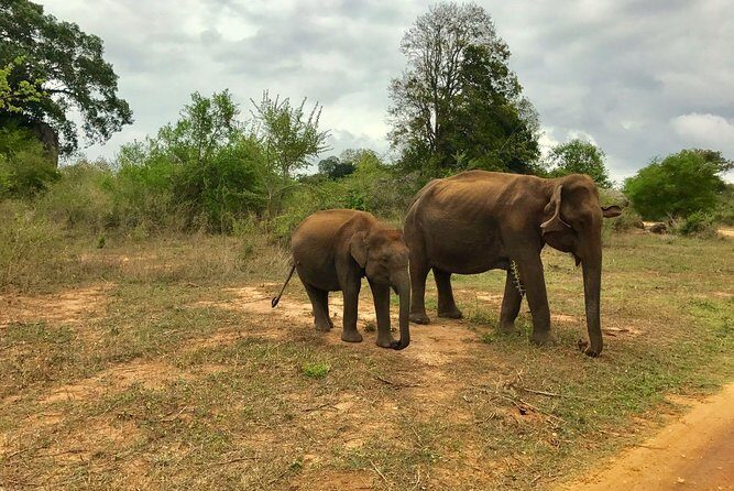 Yala National Park Private Safari trip from Galle/Unawatuna/Mirissa - Inside Yala: what 4 hours of wildlife time feels like