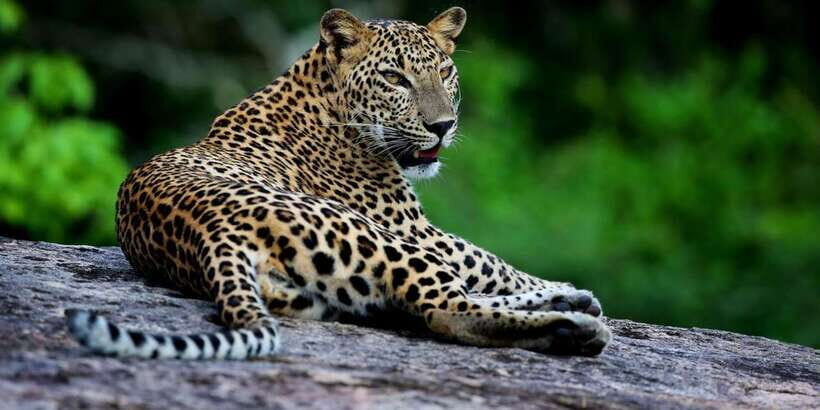 Yala National Park: Safari Experience at Dawn or Dusk - Jeep, group size, and pickup: how the day actually starts