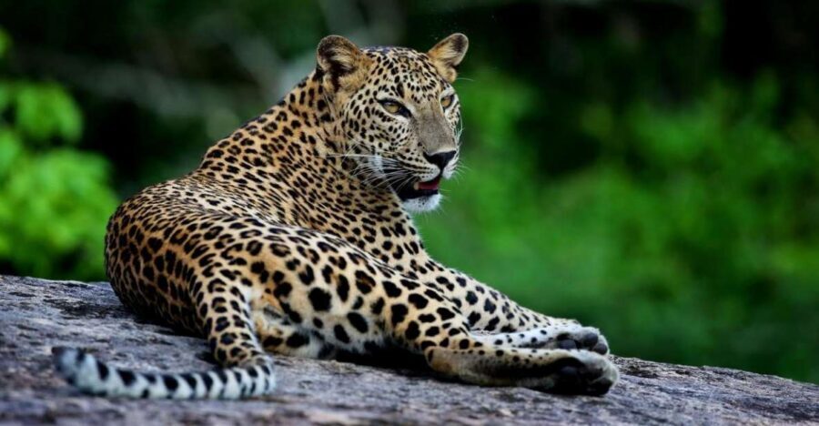 Yala National Park: Safari Experience at Dawn or Dusk - The route: scrubs, lagoons, and forest edges