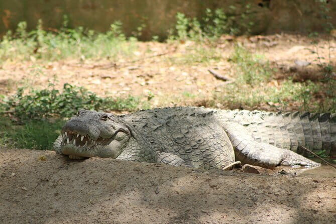 Yala National Park Safari |From Hambantota Port (Shore Excursion) - Getting picked up at Hambantota Port (and where to find the start)