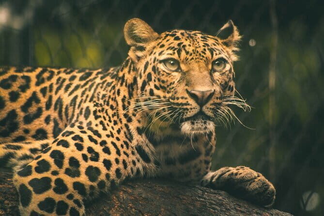Yala National Park Safari |From Hambantota Port (Shore Excursion) - How long is enough time in the park?