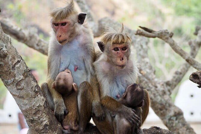 Yala National Park Safari from Hambantota port (Shore Excursion) - Entrance fee reality check: planning for the $40 ticket