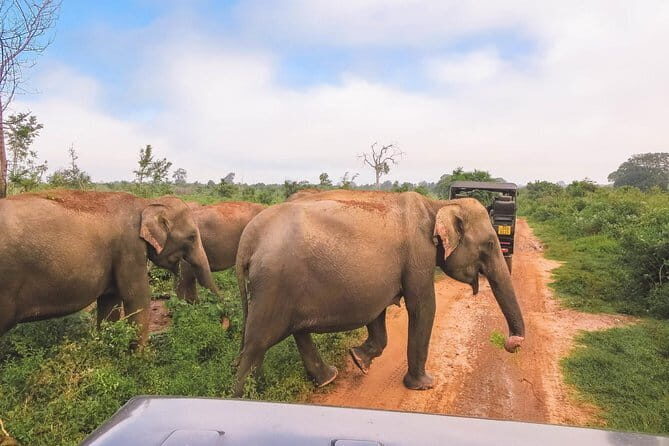 Yala National Park Safari from Hambantota port (Shore Excursion) - Cruise-day logistics: make this day smooth, not stressful