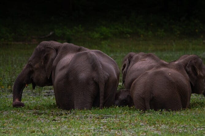 Yala National Park Safari from Hambantota port (Shore Excursion) - Who this Yala safari suits best