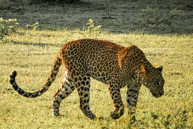 Yala National Park Safari from Hambantota Seaport - Key highlights I think you’ll care about