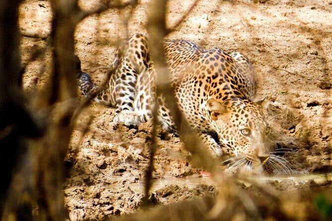 Yala National Park Safari from Hambantota Seaport - The 3-Hour Jeep Safari in Yala: Focused Time, Real Wildlife Odds