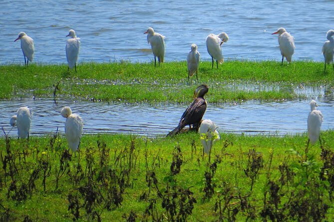 Yala National Park Safari from Hambantota Seaport - Price and Value: What $80 Really Buys You