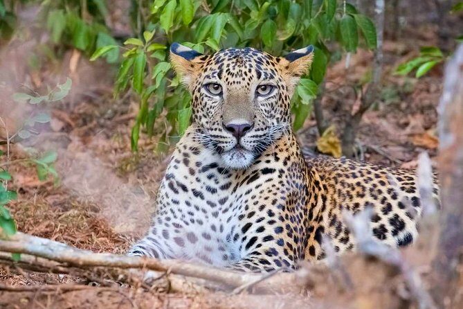 Yala National Park Safari from Weligama - Quick hits before you go