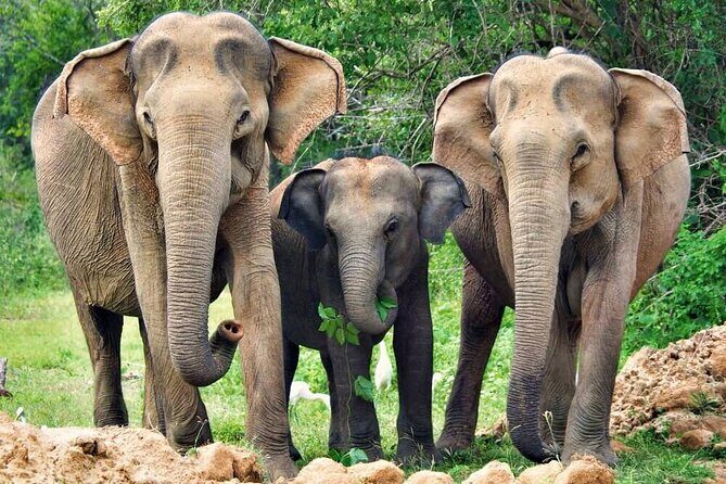Yala National Park Safari from Weligama - Entering Yala: the 3-hour private jeep safari for big wildlife