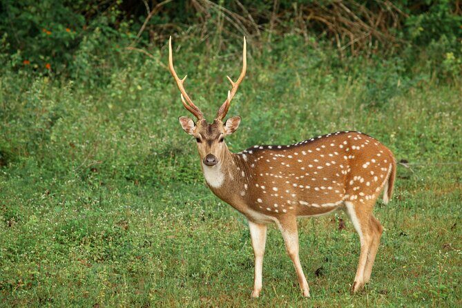 Yala National Park Safari from Weligama - Why the private guide and jeep ride matters for spotting (and photos)