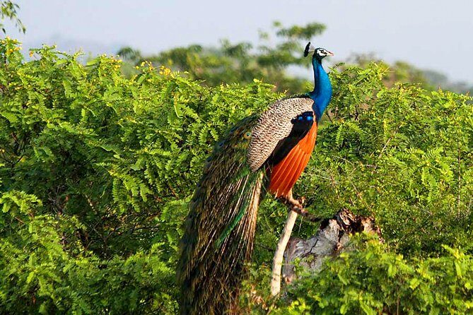Yala National Park Safari from Weligama - Price and value: is $124 per person fair?