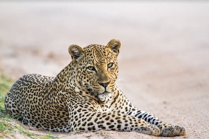 Yala National Park Safari - Half day and Full day - Key things to know before you book this Yala safari