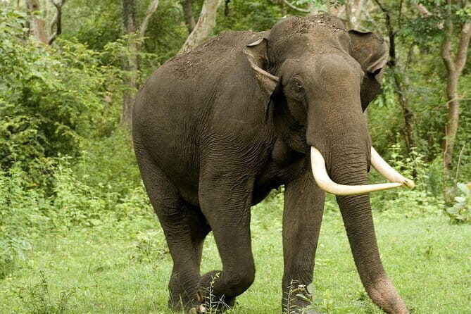 Yala National Park Safari - Half day and Full day - Yala National Park safari: why this half-day hits like a full memory