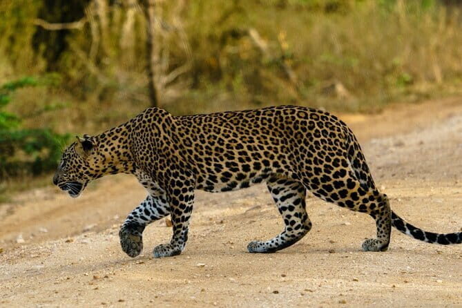 Yala National Park Safari - Half day and Full day - Tissamaharama and Kataragama pickup: the real value is less stress, not just convenience