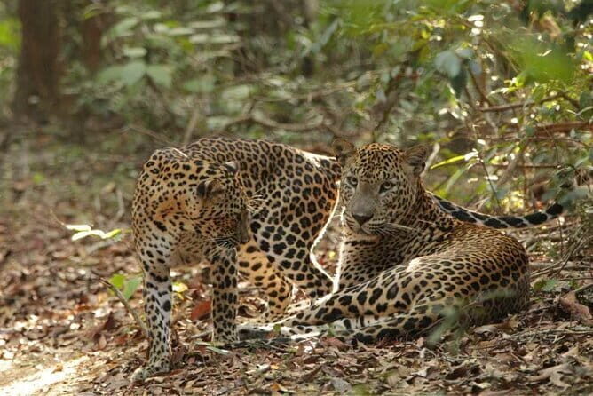 Yala National Park Safari - Half day and Full day - The one drawback to watch: transfer time that can steal your park hours