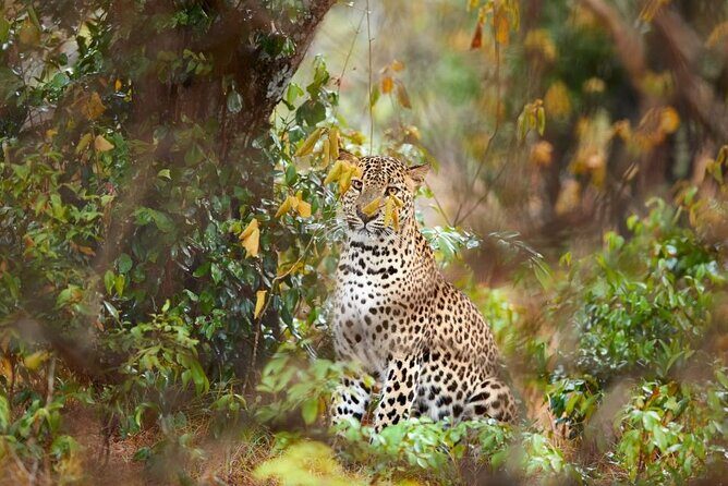 Yala National Park Safari | Jeep with Tickets - Key points before you go