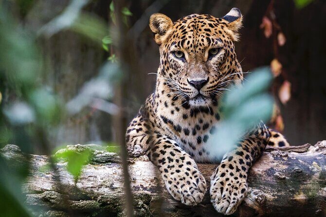 Yala National Park Safari | Jeep with Tickets - The jeep setup that helps you actually see things