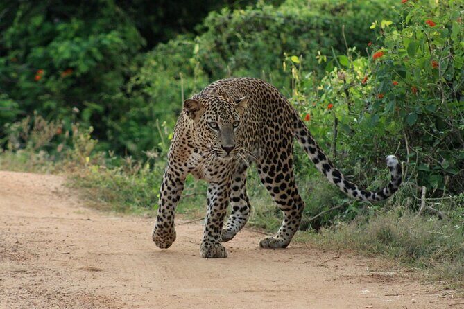 Yala National Park Safari | Jeep with Tickets - Wildlife highlights: how to think about leopards, elephants, and crocodiles