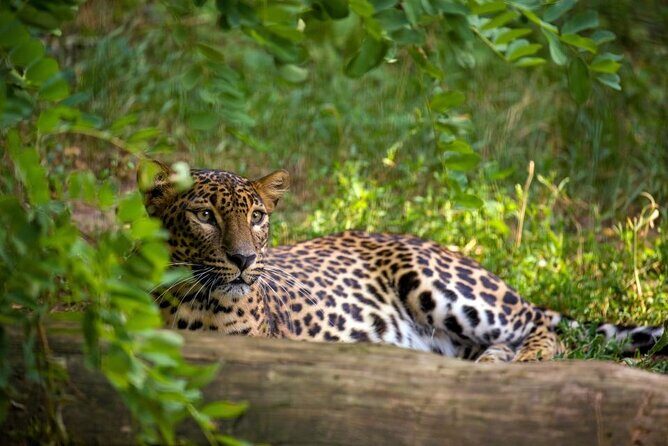 Yala National Park Safari | Jeep with Tickets - Pickup and drop-off: the 5 km rule can make or break your ease