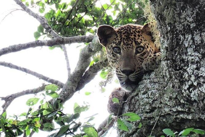Yala National Park Safari | Jeep with Tickets - Price and value: what $104 buys you in the real world