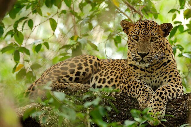 Yala National Park Safari | Jeep with Tickets - Tickets and timing: mobile access meets wildlife reality