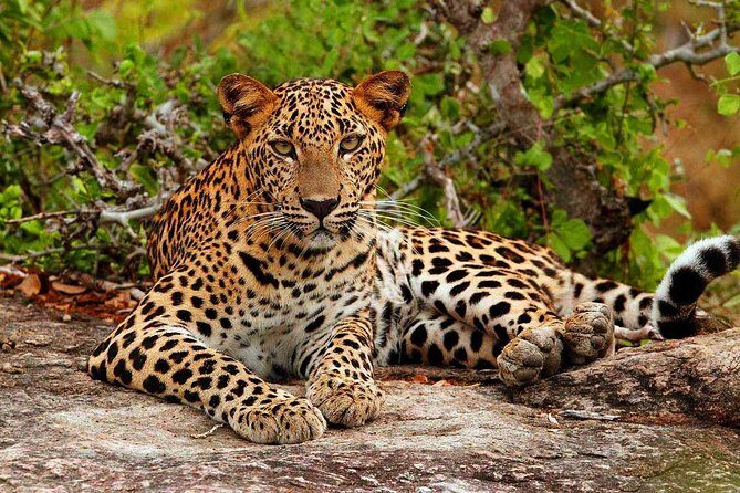 Yala National Park Safari - Private Tour - Key points at a glance