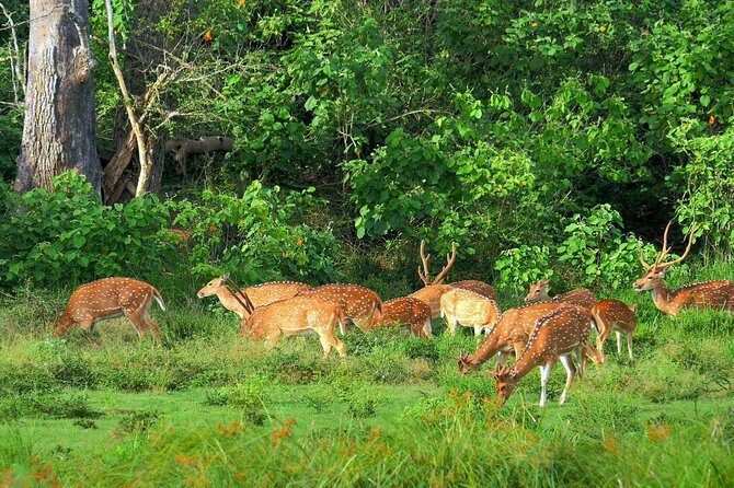 Yala National Park Safari - Private Tour - Leopard hopes, elephant paths, and crocodile surprises