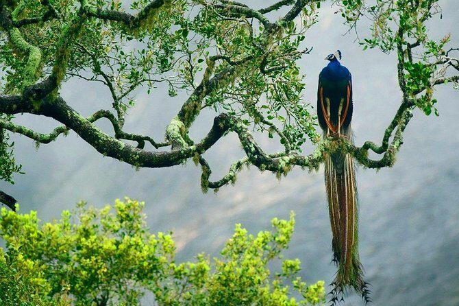 Yala National Park Safari - Private Tour - Timing, weather, and how to make a half-day safari work