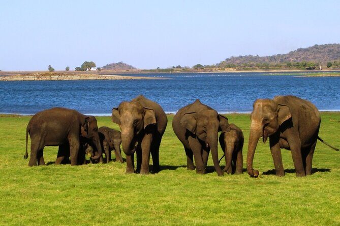 Yala National Park Safari - Private Tour - Price and what you’re really paying for (and what’s extra)