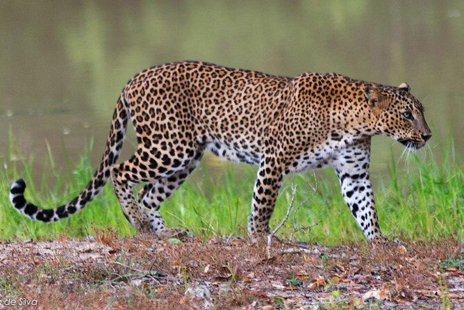 Yala National Park Safari - Private Tour - Service quality: quick coordination and a guide who tries