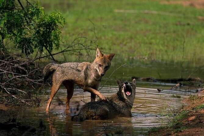 Yala National Park Safari - Private Tour - Who this Yala private safari suits best