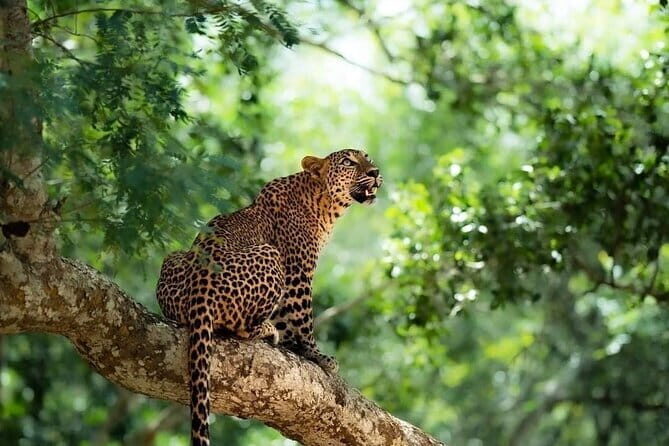 Yala National Park Safari : Special Guided Tour - Inside the itinerary: the first two hours of leopard tracking