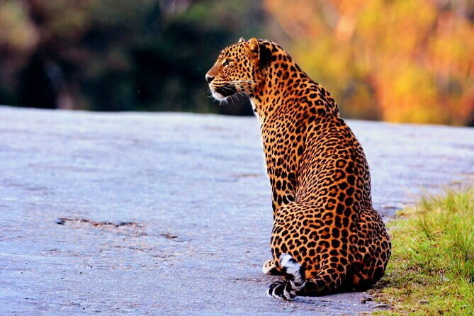 Yala National Park Safari : Special Guided Tour - After the leopard hunt: elephants, sloth bears, and more chances