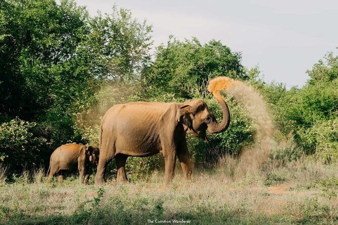 Yala National Park Safari : Special Guided Tour - Price and real value: $30 tour plus the $45 park fee
