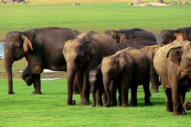 Yala National Park Safari : Special Guided Tour - Cancellations happen: weather risk and what you should plan for