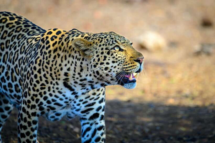 Yala National Park Safari Tour from Hambantota Port - Key takeaways