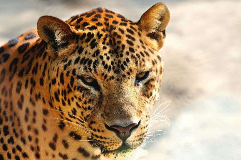 Yala National Park Safari Tour from Hambantota Port - Best fit: who this Yala safari suits