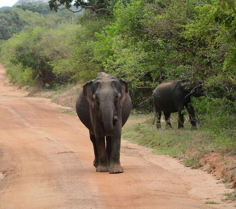 Yala National Park Safari Tour from Hambantota Port - From Hambantota Port pickup to the Yala gate: getting there the smart way