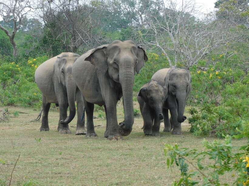 Yala National Park Safari Tour from Hambantota Port - The safari jeep experience: comfort you’ll actually feel