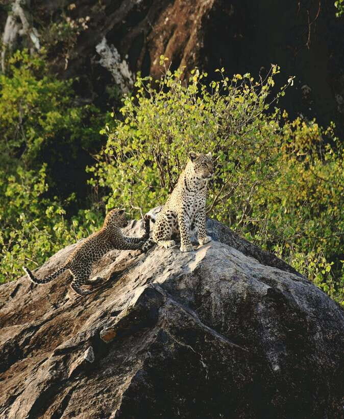 Yala National Park Safari Tour from Hambantota Port - Stop inside Yala: how the guided wildlife viewing usually plays out
