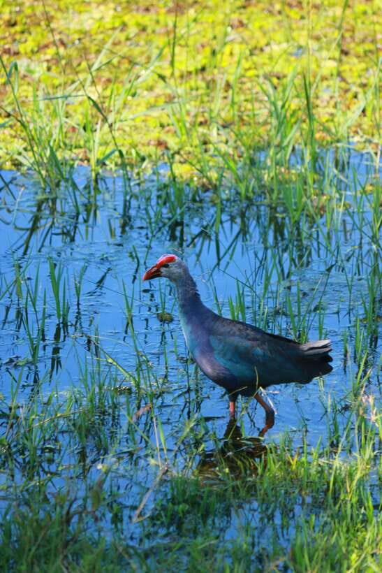 Yala National Park Safari Tour from Hambantota Port - The itinerary rhythm: what 6 hours feels like day-of