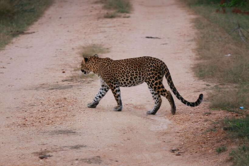 Yala National Park Safari Tour from Hambantota Port - What’s included vs. what you pay on the day