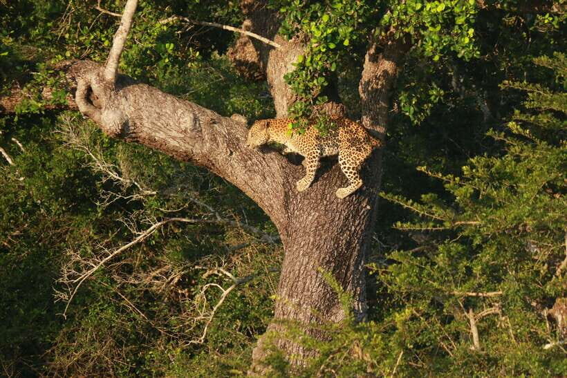 Yala National Park Safari Tour from Hambantota Port - Price and value: is $60 per person a good deal?