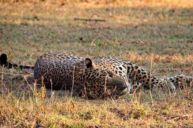 Yala National Park Safari Tours From Hambantota port - Inside the safari jeep: what’s included (and why you’ll notice it)